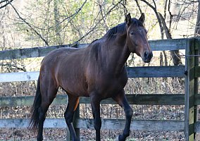 Andalusian / PRE (Andalusian / PRE, Stallion) in Santa Fe, TN