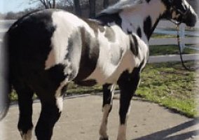 Paint (Paint, Stallion) in Kenosha, WI