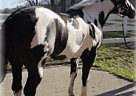 Paint - Horse for Sale in Kenosha, WI 53144
