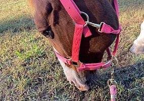 Quarter Horse (Quarter Horse, Mare) in Romance, AR