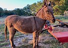 Short Stack - Gelding in Bastrop, TX Short Stack - Gelding in Bastrop, TX