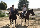 Splash - Gelding in Star, ID Splash - Gelding in Star, ID