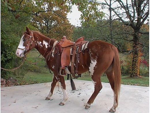 Paint Horse For Sale