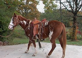 Paint (Paint, Mare) in Fairmount, GA