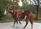 Paint - Horse for Sale in Fairmount, GA 