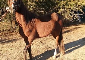 Paso Fino (Paso Fino, Gelding) in Jackson, SC