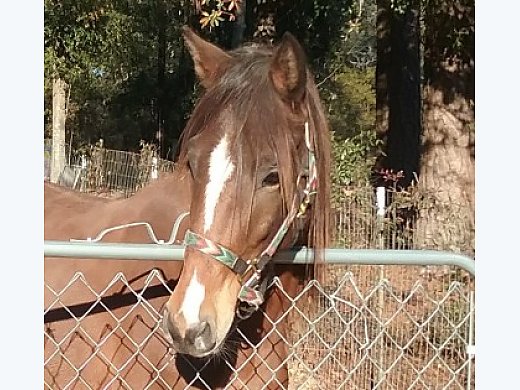 Paso Fino