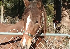 Paso Fino (Paso Fino, Gelding) in Jackson, SC