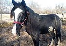 Peruvian Paso Stallion for Sale in Waynesboro, Virginia Peruvian Paso Stallion for Sale in Waynesboro, Virginia