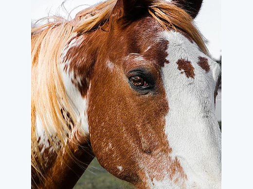 Reliable and Safe Trail Horse
