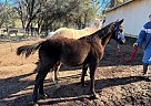 Smoken Amazen - Stallion in Killeen, TX