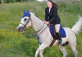 Quarter Horse (Quarter Horse, Gelding) in London, KY