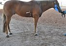 Quarter Horse - Horse for Sale in Hurricane, UT 84737 Quarter Horse - Horse for Sale in Hurricane, UT 84737
