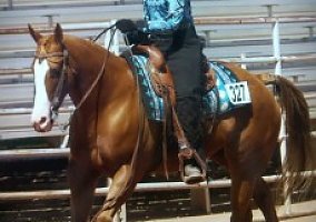 Quarter Horse (Quarter Horse, Gelding) in Hurricane, UT
