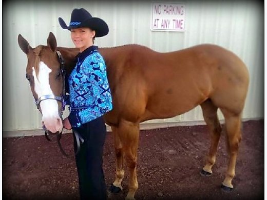 12 Year Old Quarter Horse Gelding