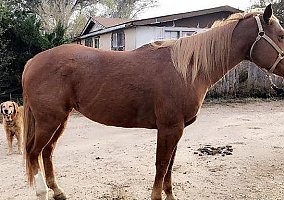 2011 All Round Rope Mare Stella