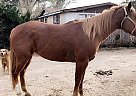 Paint Mare for Sale in Garden City, Kansas Stella