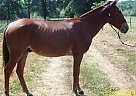 5 Year Old Sorrel Mule Mule Gelding