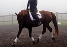 Good-Looking Mare With Potential Other Mare