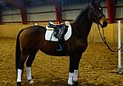 Beautiful Mare Other Mare