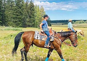 8 yr old 16 Hand bay AQHA Roy