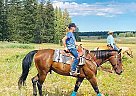 Quarter Horse Gelding for Sale in Montrose, Colorado Roy