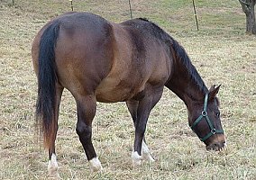 Appaloosa (Appaloosa, Mare) in Pennington Gapv, VA