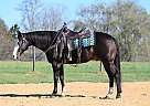 Quarter Horse - Horse for Sale in Houston, TX 77005
