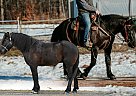 Friesian - Horse for Sale in Warsaw, NY 14569