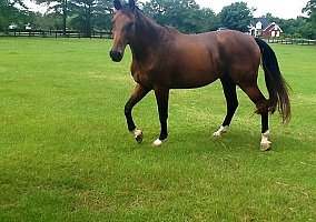 Dutch/Trakhner Gelding Geoffrey