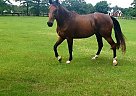 Dutch Warmblood Gelding for Sale in Timmonsville, South Carolina Geoffrey
