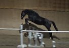 Warmblood Mare for Sale in Salmon Arm, British Columbia Warmblood Mare for Sale in Salmon Arm, British Columbia
