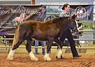 Gypsy Vanner - Horse for Sale in Dripping Springs, TX 78620