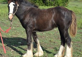Gypsy Vanner (Gypsy Vanner, Mare) in Dripping Springs, TX