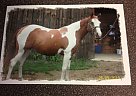 Paint Mare for Sale in Wayne, Maine Paint Mare for Sale in Wayne, Maine