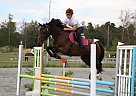 Other - Horse for Sale in Tidaholm, 52291 Other - Horse for Sale in Tidaholm, 52291