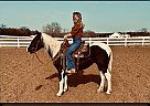 Paint - Horse for Sale in Fort Collins, CO 80524