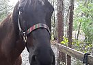 Midnight - Gelding in Waldo, FL Midnight - Gelding in Waldo, FL