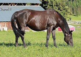 In-Foal Broodmare