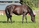 Warmblood Mare for Sale in Salmon Arm, British Columbia Warmblood Mare for Sale in Salmon Arm, British Columbia