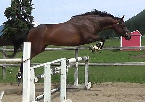 Quality 2016 Warmblood Filly