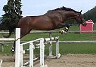 "Half Moon Bay" - Mare in Salmon Arm, BC "Half Moon Bay" - Mare in Salmon Arm, BC