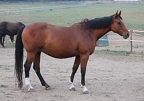 Quality Broodmare Aurora OHF