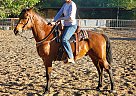Morgan - Horse for Sale in Albuquerque, NM 87111 Morgan - Horse for Sale in Albuquerque, NM 87111