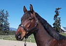 Warmblood Gelding for Sale in Salmon Arm, British Columbia Weststar OHF