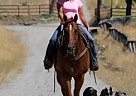 Trail Horse Bud