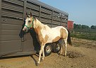 Paint - Horse for Sale in Quincy, MI 49082