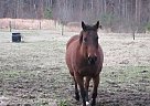 2 Free Horses and Equipment Penny and Summer