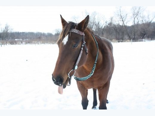 Adorable Bay Mare