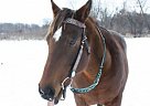 Quarter Horse - Horse for Sale in Maple Plain, MN 55359